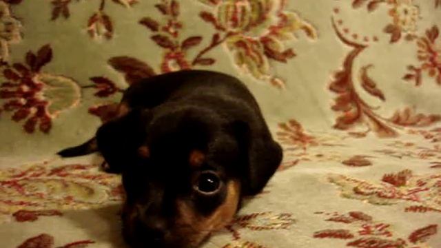 Той-терьер.Русский той. Купить щенка.Продают собаку здесь. смотреть онлайн