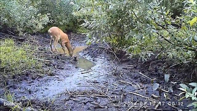 косуля самец смотреть онлайн