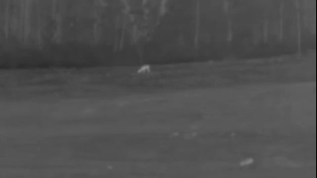 Coyote Hunting With Pulsar Axion XM30 смотреть онлайн