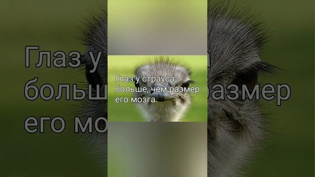 интересные факты#тигр#петух#страус#фактыоживотных#фактыдня смотреть онлайн