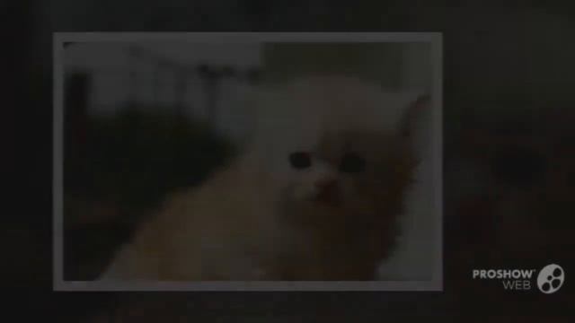 Презентация Котики) смотреть онлайн