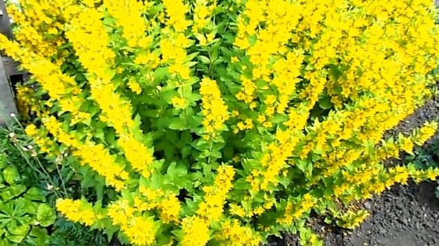 ЦВЕТЫ ВЕРБЕЙНИКА 2017 ГОДА смотреть онлайн