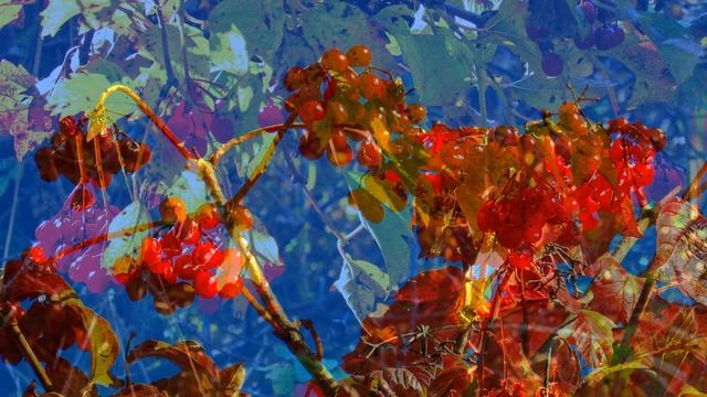 Рубиновые гроздья осенней калины. Ruby clusters of autumn viburnum. смотреть онлайн