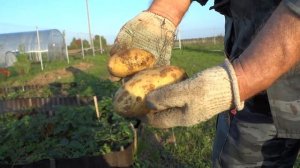 Как вырастить картошку в соломе? Рискованное земледелие на дачах