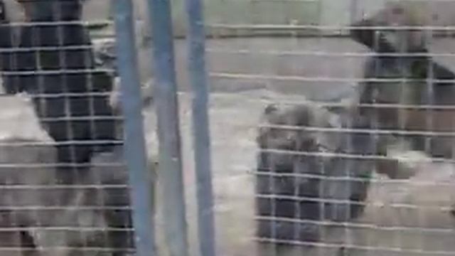 Черные и зонарные щенки старого типа смотреть онлайн