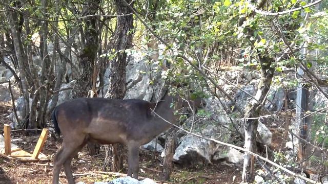 Контактный Зоопарк - На нас НАПАЛ СТРАУС смотреть онлайн
