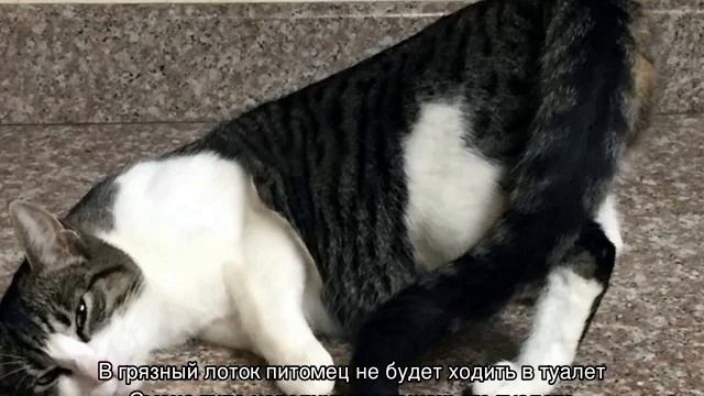 Кошка писает на кровать: что делать хозяину смотреть онлайн