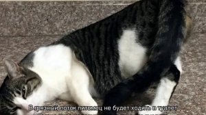 Кошка писает на кровать: что делать хозяину