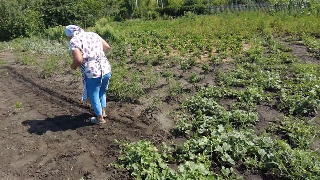 Коли садити моркву, буряк, редьку для зимового зберігання.