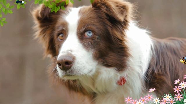 ГАВ-ГАВ лает собака, для детей $ КАК ЛАЕТ собака ГАВ ГАВ How a dog barks смотреть онлайн