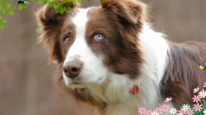 ГАВ-ГАВ лает собака, для детей $ КАК ЛАЕТ собака ГАВ ГАВ How a dog barks