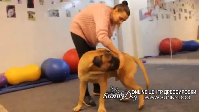 Бульмастиф на занятии Трюки и догфитнес. Дрессировка Бульмастифа смотреть онлайн