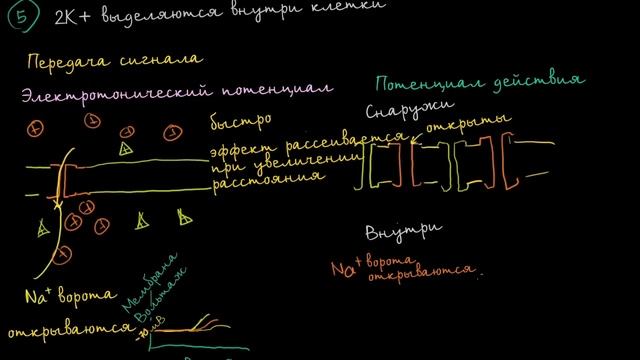 Электротонические потенциалы и потенциалы действия смотреть онлайн