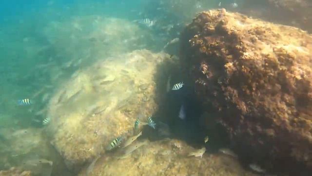 Sir Bani Yas island escape смотреть онлайн