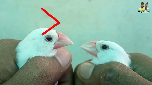 Java pathon mein Male Female difference | Java breeding progress | java sparrow | Java bird смотреть онлайн