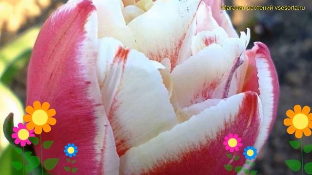 Тюльпан махровый Хоризон. Краткий обзор, описание характеристик, где купить луковицы tulipa Horizon смотреть онлайн