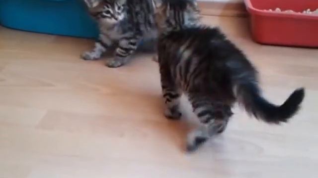 Siberian kittens from Zaimka, 6 weeks old смотреть онлайн