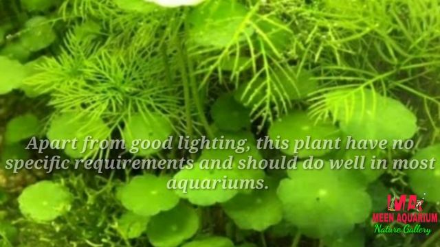Aquarium Plant Guide |Hydrocotyle Verticillata