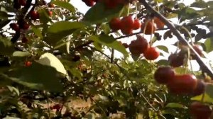 Вишня Встреча - Урожай 2018