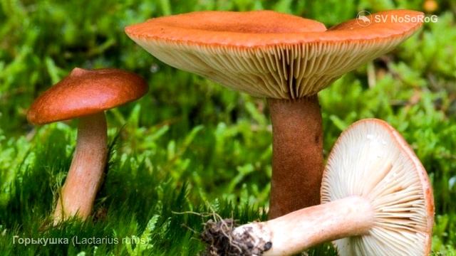 Горькушка (Lactarius rufus) смотреть онлайн