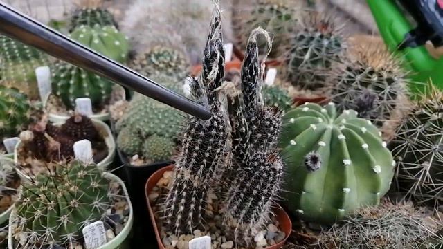 Ответ на вопрос :Сколько у меня кактусов? #cactus #цветение #кактусы смотреть онлайн