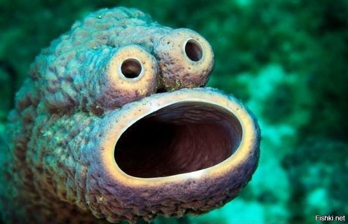 Самые удивительные и редкие животные нашей планеты. смотреть онлайн