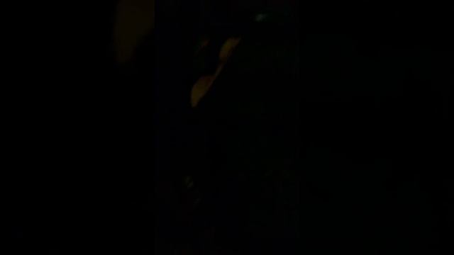 Спасаем котёнка ночью!!! смотреть онлайн