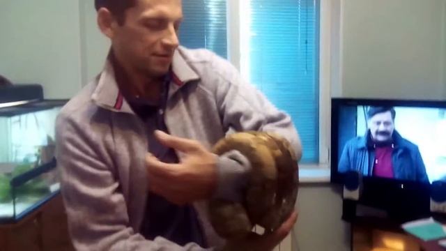 Обыкновенный удав (Boa constrictor) и песня Гризля смотреть онлайн