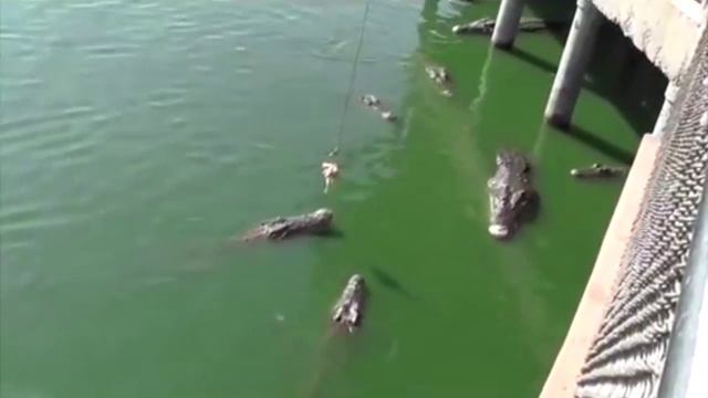 Майя Веронская троллит крокодилов. Программа "Налегке" смотреть онлайн