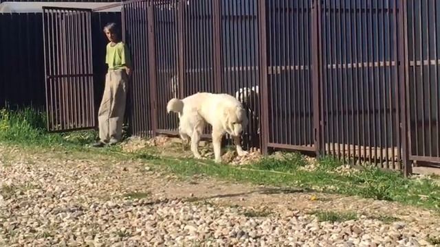 Отец щенков алабая смотреть онлайн