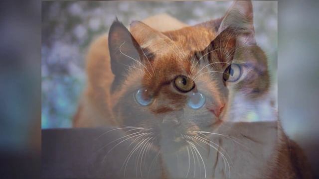 почему кошка смотрит в глаза и почему нельзя смотреть в глаза кошке. Мистика и реальность смотреть онлайн