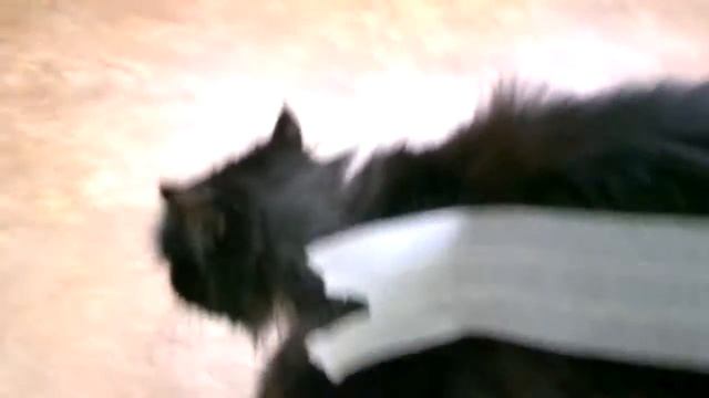 Котэ на радиоуправлении смотреть онлайн