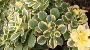 Виды и сорта Аихризона.