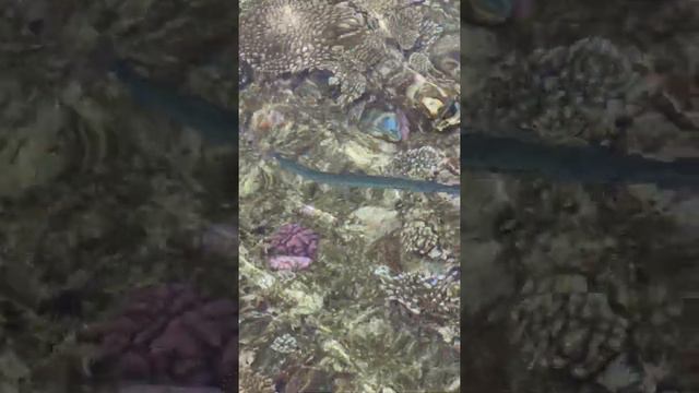 Рыба игла Красное море, коралловый риф отеля смотреть онлайн