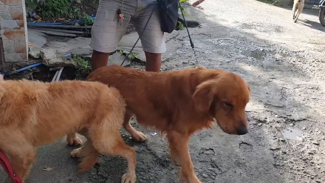 Breeder's reaction to seeing a female for the first time. смотреть онлайн