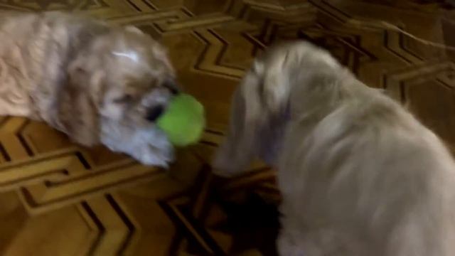 Щенки американского кокер спаниеля 2 мес. смотреть онлайн