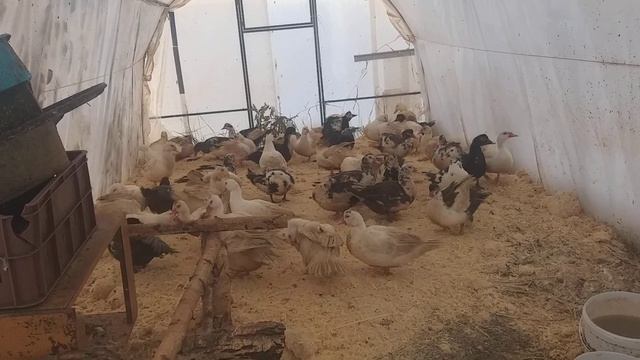 Трактор- бровка.Содержание утки зимой в теплице,в Сибири.Окролы кролики. смотреть онлайн
