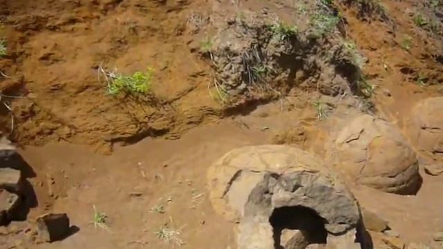 Яйца динозавров (черепах)