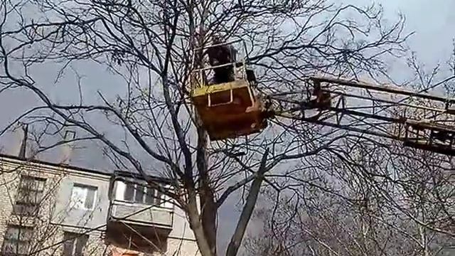 Спасение кошки - снимаем с высокого дерева, г. Николаев, НГОЗЖ, 20.03.2014г. смотреть онлайн