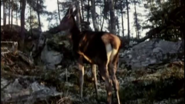 Я піду в далекі гори : Квітка Цісик смотреть онлайн