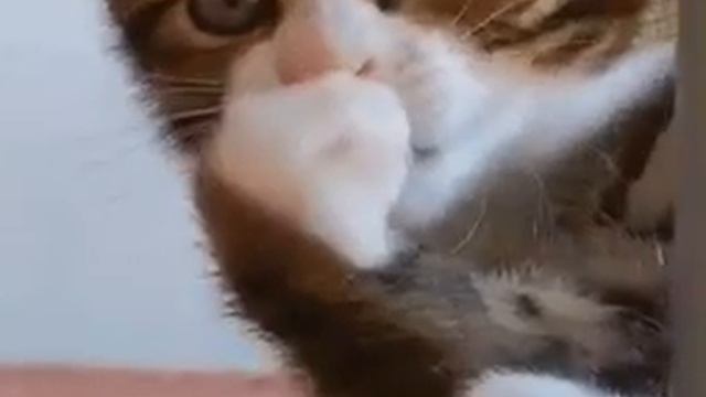 Когда увидел девушку кошку. смотреть онлайн