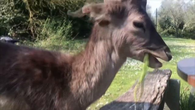 ИТАЛИЯ ОЛЕНЕНОК ВЫШЕЛ К ЛЮДЯМ смотреть онлайн