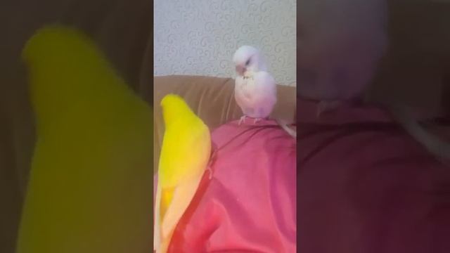 Любовь волнистых попугаев, ручные попугаи выкормыши . Наши птенцы смотреть онлайн