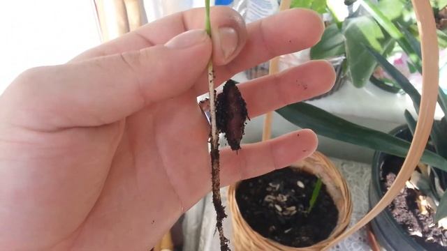 Корень Финиковой пальмы как выглядит. как выращивать финики смотреть онлайн