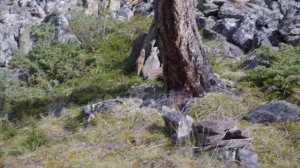 Алтай - Шавлинские озёра