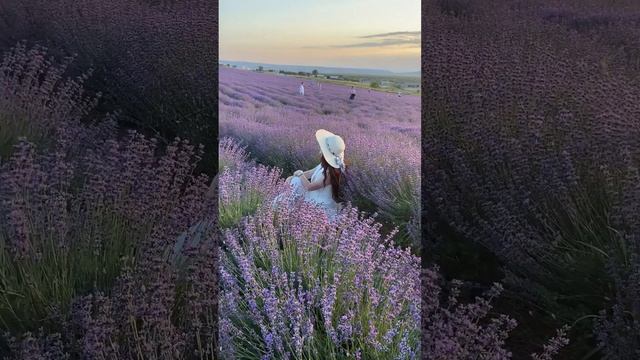 САМОЕ БОЛЬШОЕ ЛАВАНДОВОЕ ПОЛЕ В КРЫМУ?ТУРГЕНЕВКА #shorts #лаванда #лавандовоеполе #крым #тургеневка смотреть онлайн