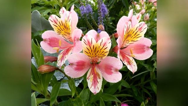 АЛЬСТРЕМЕРИЯ  (ALSTROEMERIA)  сем. Альстремериевые