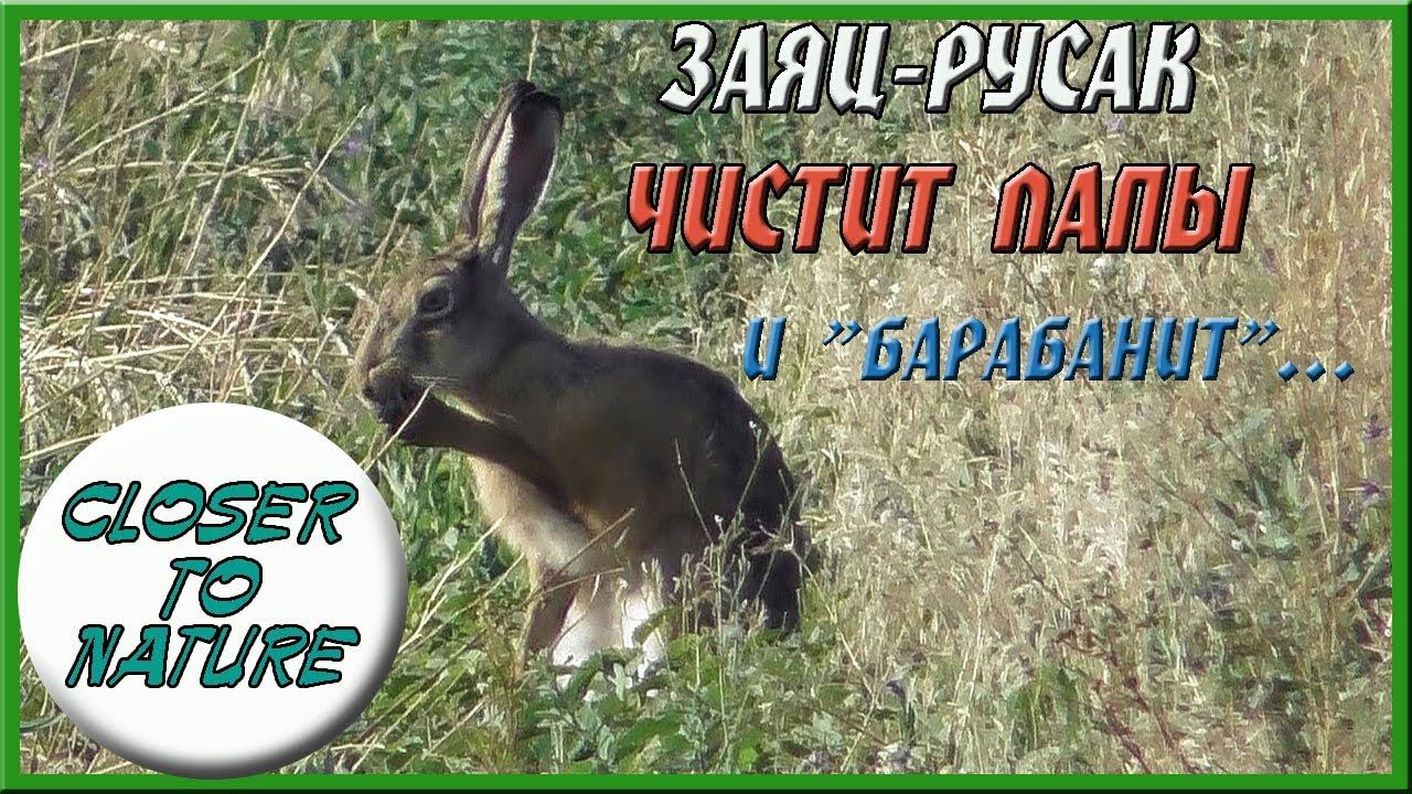 Заяц-русак чистит лапы и барабанит