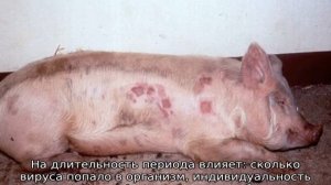 Африканская чума свиней — признаки заболевания