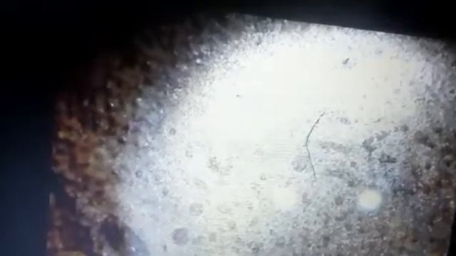 влияние рок музыки на поведение инфузорий смотреть онлайн